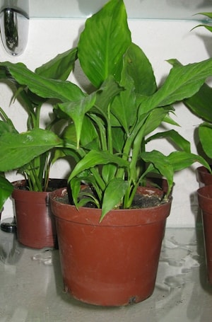 Спатифиллум (Spathiphyllum)