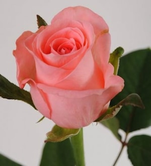 Розы Anna Karina  