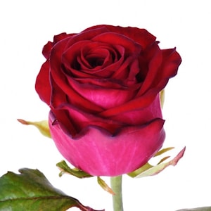 Розы Dali  