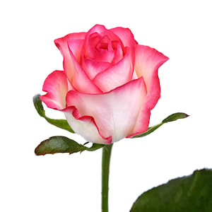 Розы Jumilia  