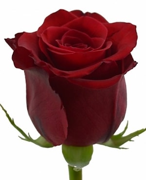 Розы Kamala  
