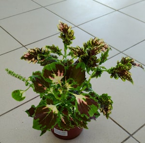 Колеус