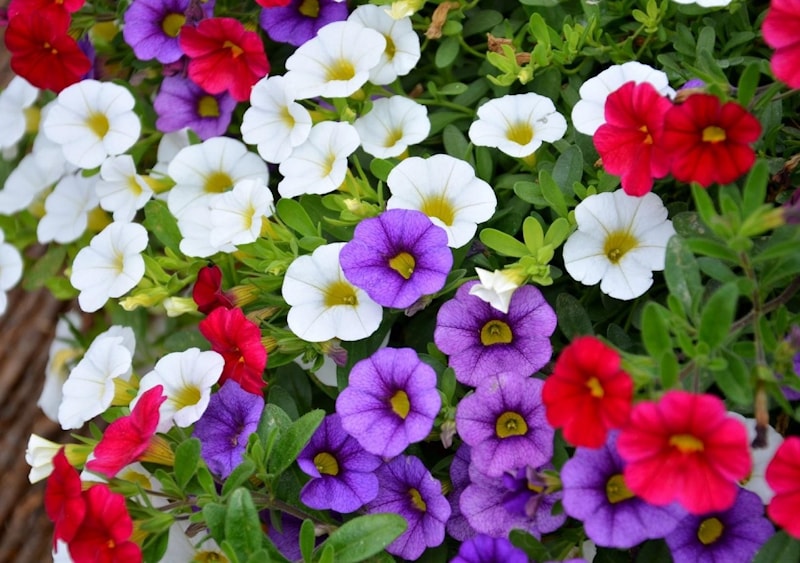 Однолетники фото цветов Однолетники фото цветов