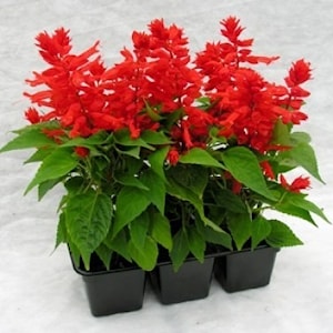 Cальвия (шалфей сверкающий)