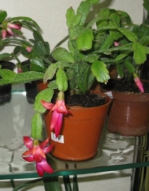 Кактус Шлюмбергера (Декабрист)